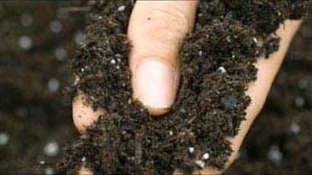 Высаживаем нарциссы. Почему так важно соблюдать сроки посадки?..