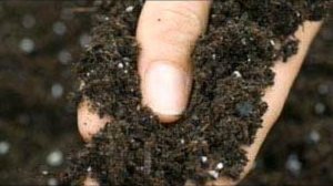 Высаживаем нарциссы. Почему так важно соблюдать сроки посадки?..