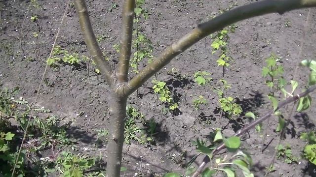 Формируем яблоню подвязывая грузы. Сладкая нега. смотреть онлайн