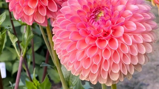 Аптекарский огород. Москва. Сентябрь 2022. смотреть онлайн