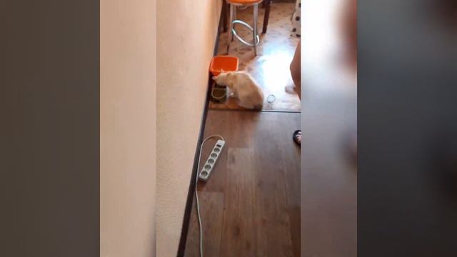 ЗЕФИР БОРИСЕНКО И ЧУЖАЯ КОШКА ЧАСТЬ 2 смотреть онлайн
