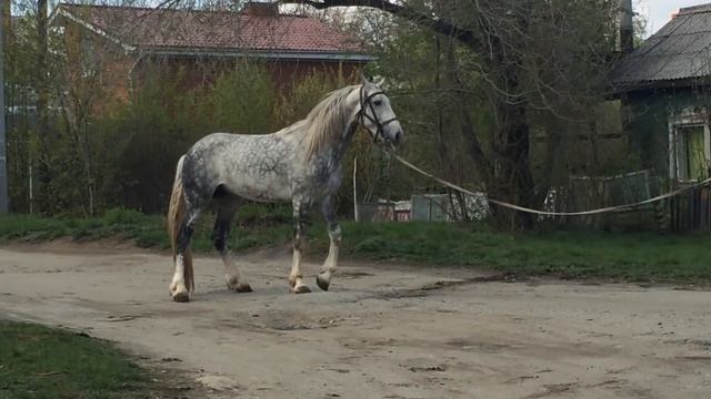 Сказочный жеребец Орловской породы(2) смотреть онлайн