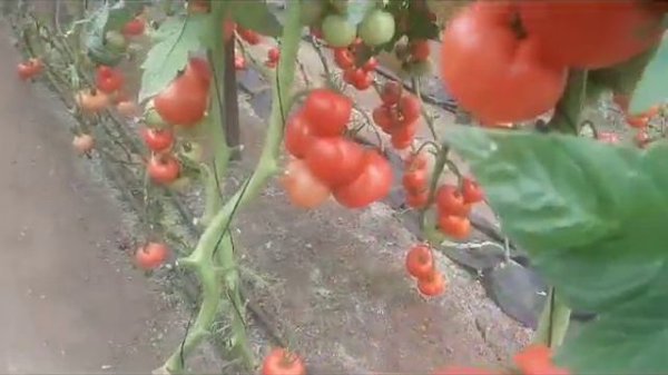 ЛЕО F1 (Leo F1) - суперранний гибрид с высоким качеством плодов и отличным вкусом.