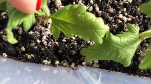 Вербена Ампельная .?Черенкование ,зимовка