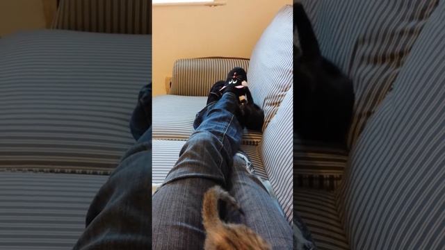 Morning kitten madness смотреть онлайн
