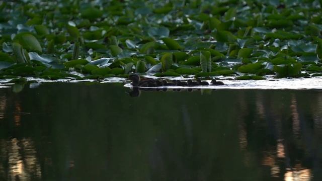 Хохлатый крохаль с выводком / Hooded merganser with ducklings смотреть онлайн