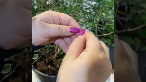 Муррайя паникулята/Murraya paniculata