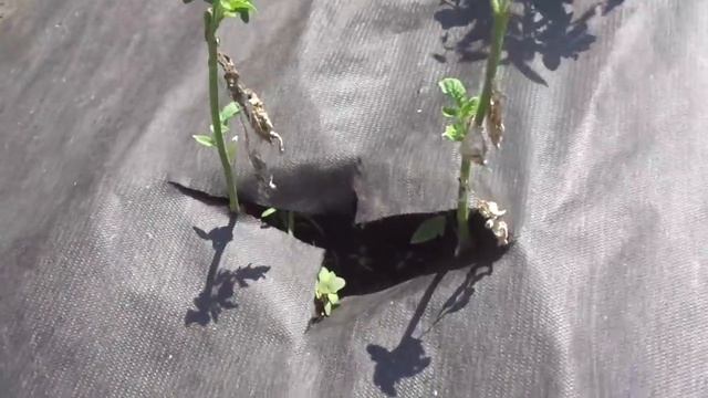 ЭКСТРЕННОЕ ВИДЕО! СГОРЕВШИЕ НА СОЛНЦЕ ТОМАТЫ МОЖНО ВЫРАСТИТЬ ЧЕРЕЗ ПАСЫНОК! Ольга Чернова. смотреть онлайн