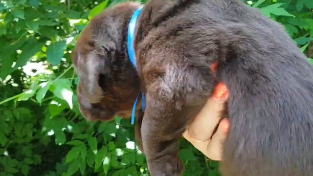 Щенок лабрадора !!! Шоколадный. Документы РКФ ! От родителей чемпионов!