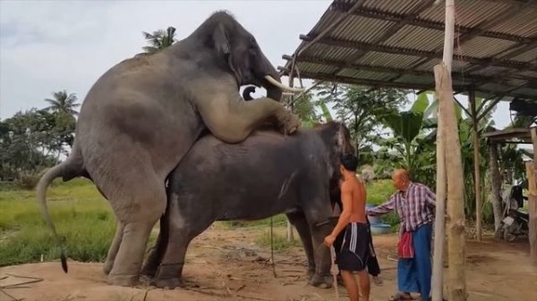 Elephant Mating - How Elephant Mating - Animals Mating