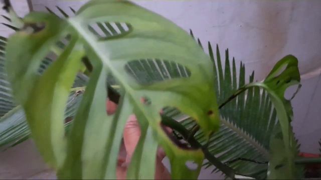 861🌿🥀Top 15 Airial Roots Plants ,That Grows Easily By Cuttings ये 200% लग ही जाते है👍 смотреть онлайн