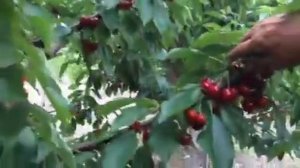 Интенсивный карликовый сад черешни - Питомник Маценко