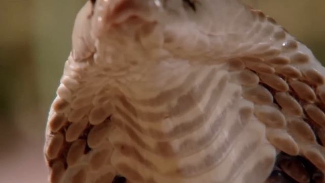 Этот Лев Был Обречен. Хищники, которые Явно Ошиблись с Жертвой смотреть онлайн