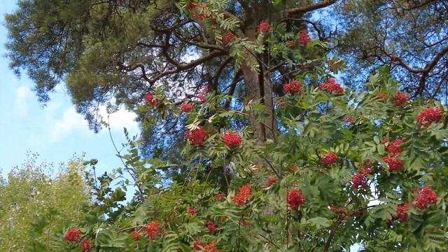 Сосна и рябина - соседство их очень красиво... /Зарисовки природы/(4К) смотреть онлайн