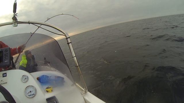 Норвежский палтус на 100 кг смотреть онлайн