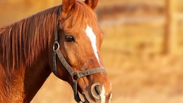 Әпсәлең атамыздың өмірінен әңгіме болған оқиға смотреть онлайн
