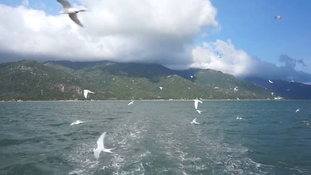 Белые ласточки на Острове Орхидей в Нячанге смотреть онлайн