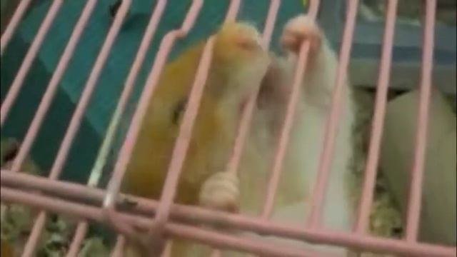 Крыса в клетке смотреть онлайн