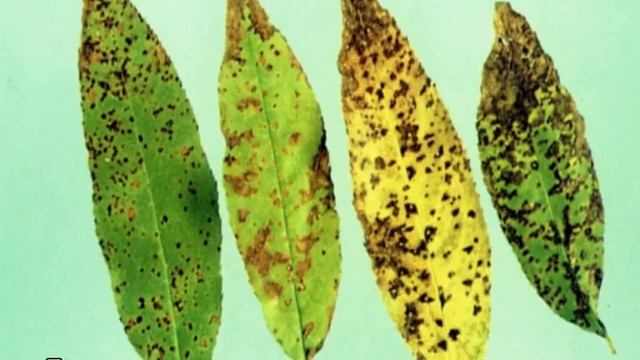 Уход и выращивание растений в открытом грунте