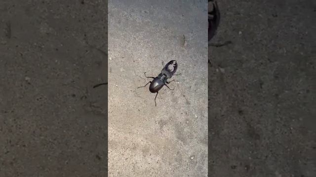 #жук #жуки #жук олень смотреть онлайн