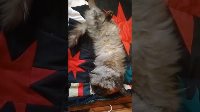 Как котик Вася чихает.