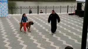 Южноафриканский бурбуль Балу, охрана ребёнка, Минск 14 сентября