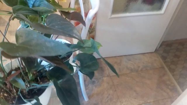 Готовлю кушать, порадовало солнышко. Новые антуриумы и орхидея. смотреть онлайн