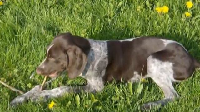 Gunner My new puppy (Moody Blues My Little Lovely) смотреть онлайн