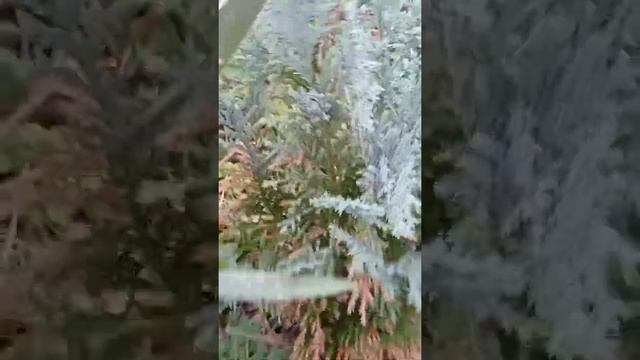 топиарная форма - птица , стригу можжевельник ,забавляюсь смотреть онлайн