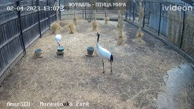Веб-камера в вольере с японскими журавлями, Муравьёвка#Россия