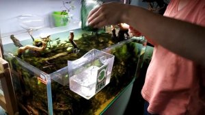 Перезапуск аквариума. Убиваю все сайдексом. Лориэн. часть 1