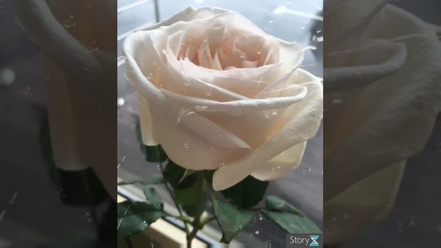 Великолепная и ароматная роза Вайт О'Хара смотреть онлайн