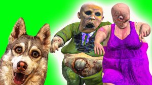 ЭЙ МУЖИК И ЭЙ ТЕТКА ОСТАНОВИСЬ НА МИНУТУ ПРИШЛИ ЗА НАМИ! (Хаски Бублик) Говорящая собака