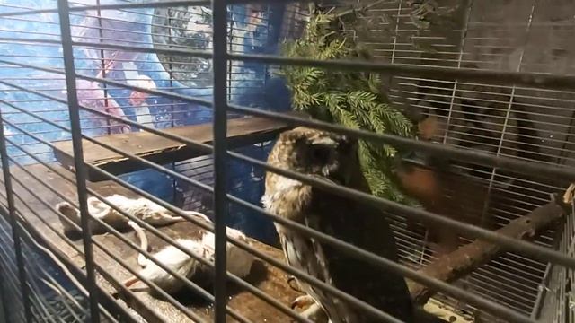 Воробьиного Сычика пересадили в другой вольер 03 12 22 г смотреть онлайн