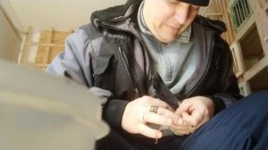 Как окольцевать голубя когда это уже слишком поздно.