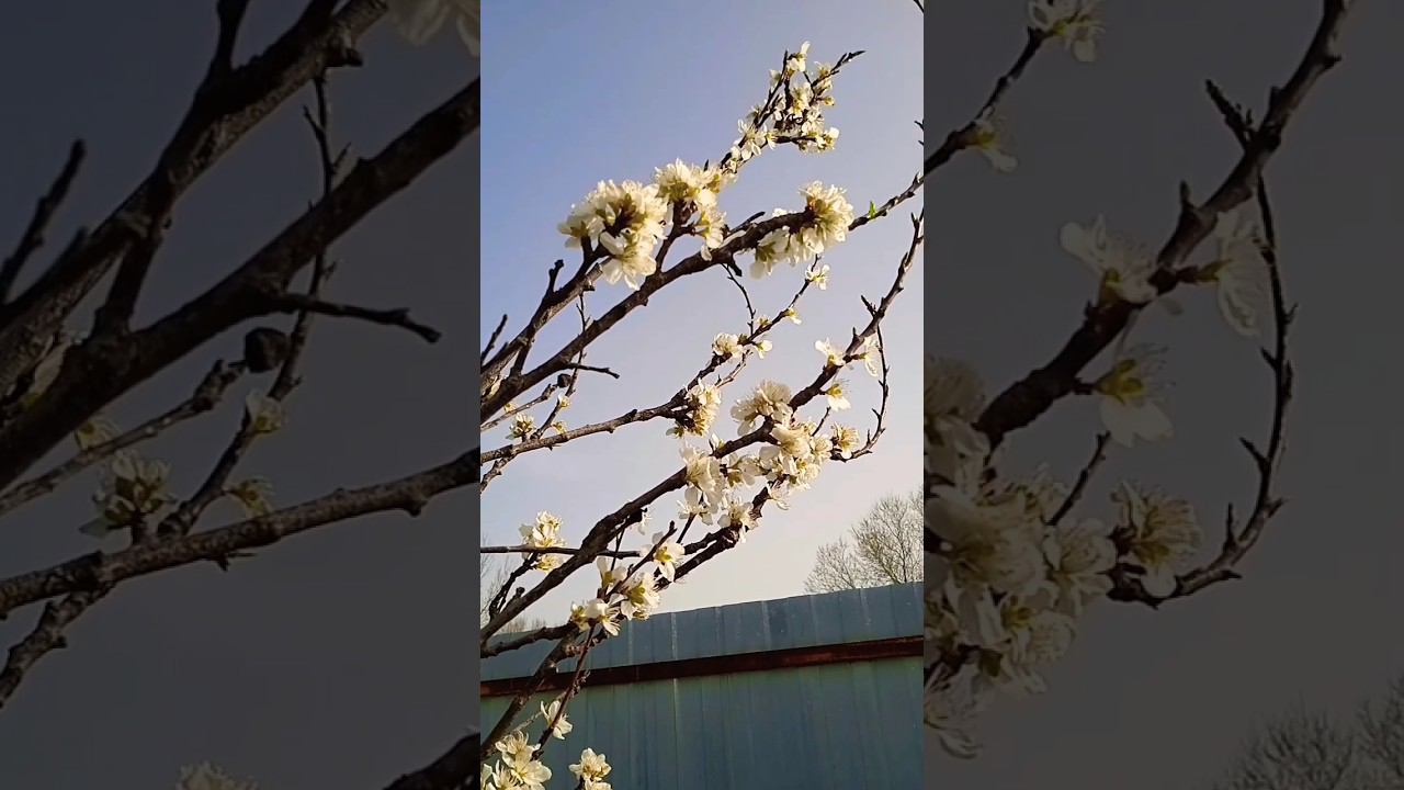 Слива Бербанк цветёт смотреть онлайн