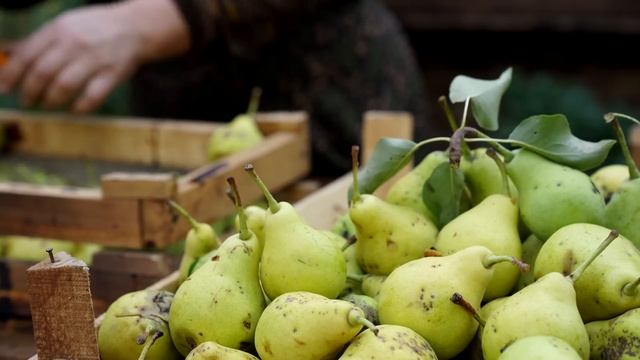 Drying Fruits in Mud Oven for Long Term Storage смотреть онлайн