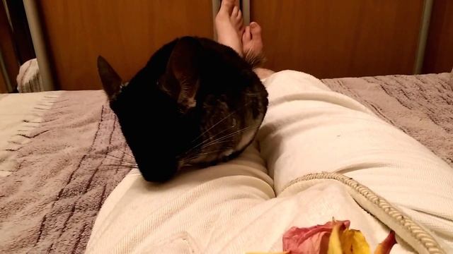 Как размножаются шиншиллы смотреть онлайн