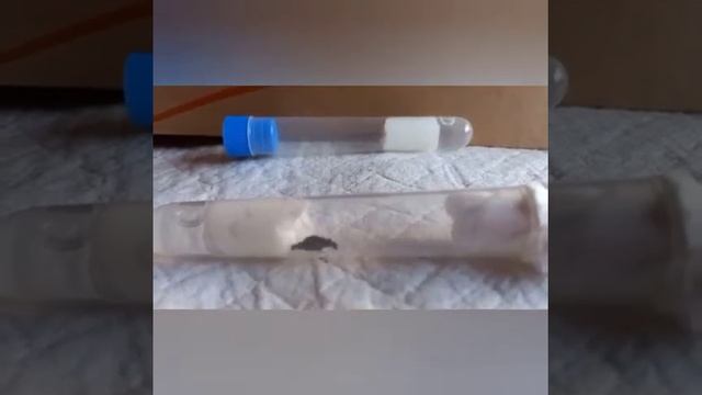 замораживаем муравьев и матку для формикария.ЗАЧЕМ??? ЖИВОЙ МИР смотреть онлайн