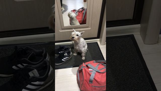 Собачьи возмущения/ The dog is indignant смотреть онлайн