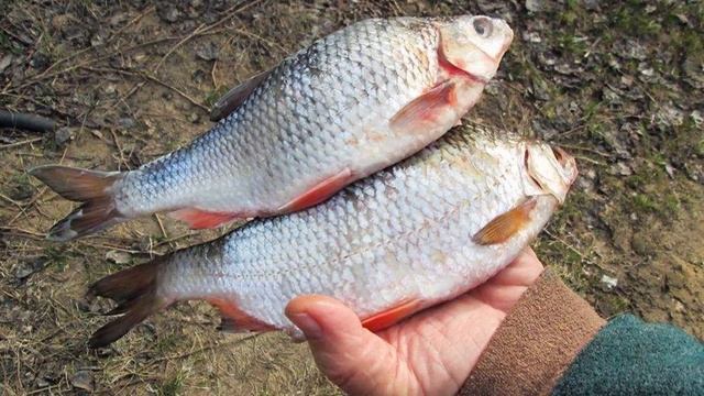 Жор рыбы! Как попасть и не проморгать момент? смотреть онлайн