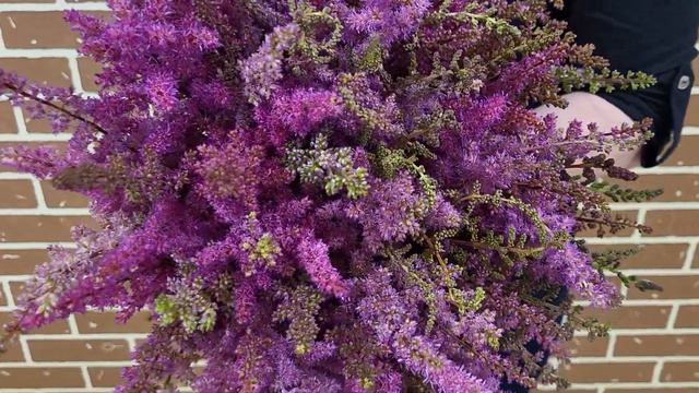 Kytice 100 Astilbe Maggie Daley - Florea.cz