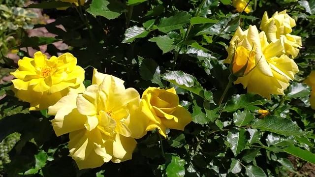 Роза флорибунда Фрезия (Friesia). смотреть онлайн