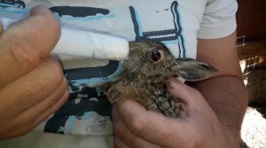 Кормление диких зайчат