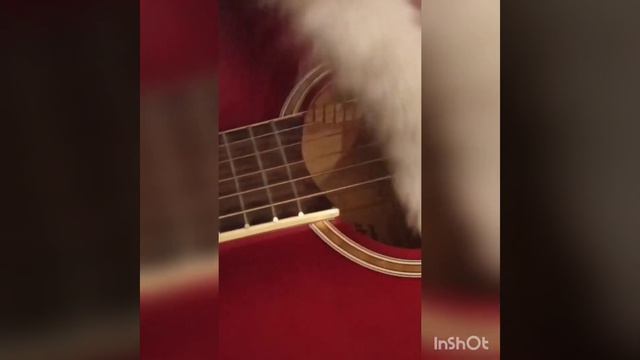 А не спеть ли мне песню? 😄Котёнок и гитара)) смотреть онлайн