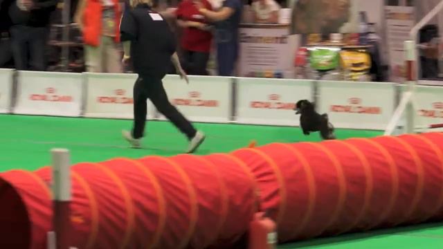 Кубок "Royal Canin", Ленэкспо, 27.04.14 г., v21 смотреть онлайн