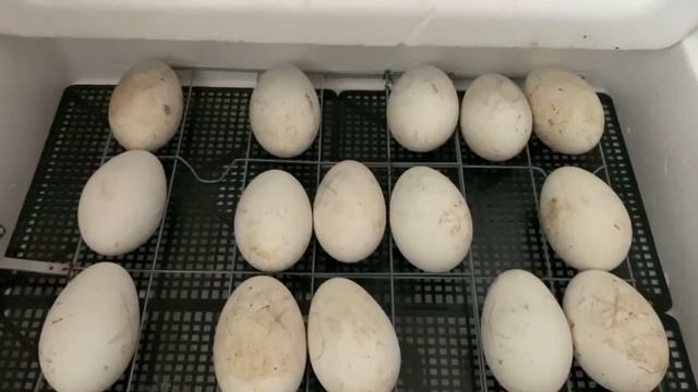 Инкубация ГУСЕЙ от А до Я | ЛИНДА смотреть онлайн