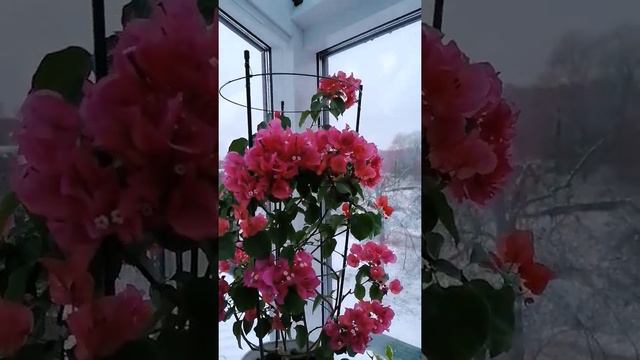 за окном зима, а дома лето 🌺 смотреть онлайн