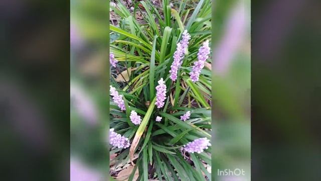 Цветущие растения осенью?Лириопе! смотреть онлайн