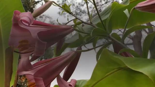 My Beautiful Montego Bay Lilly Flowers